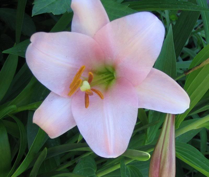 لیلیوم لانگیفلوروم